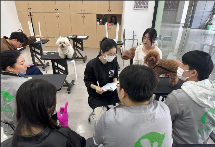 遵义市宠物美容培训宠物美容培训学校 - 排名